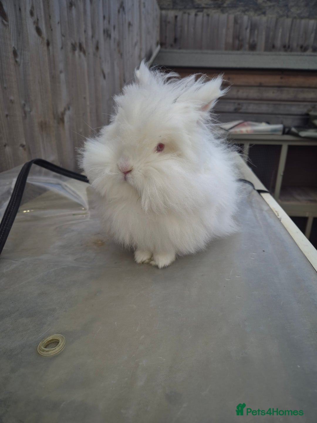 Lionhead rabbits for sale: Mum and daughter - Image 3