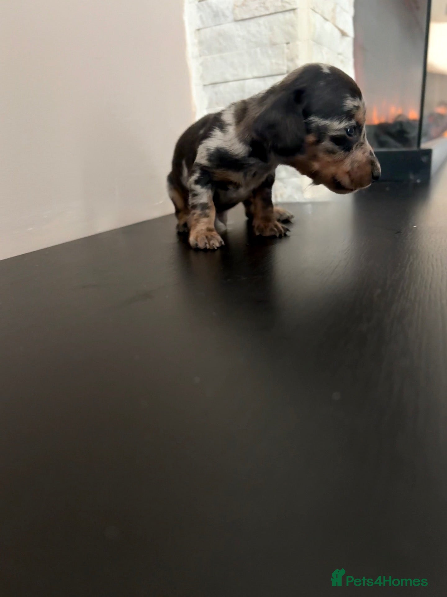 Miniature Dachshund dogs Beautiful miniature dachshund PRA clear boys  - Advert 14