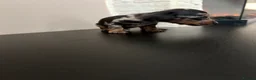 Miniature Dachshund dogs for sale: Beautiful miniature dachshund PRA clear boys  - Advert 7