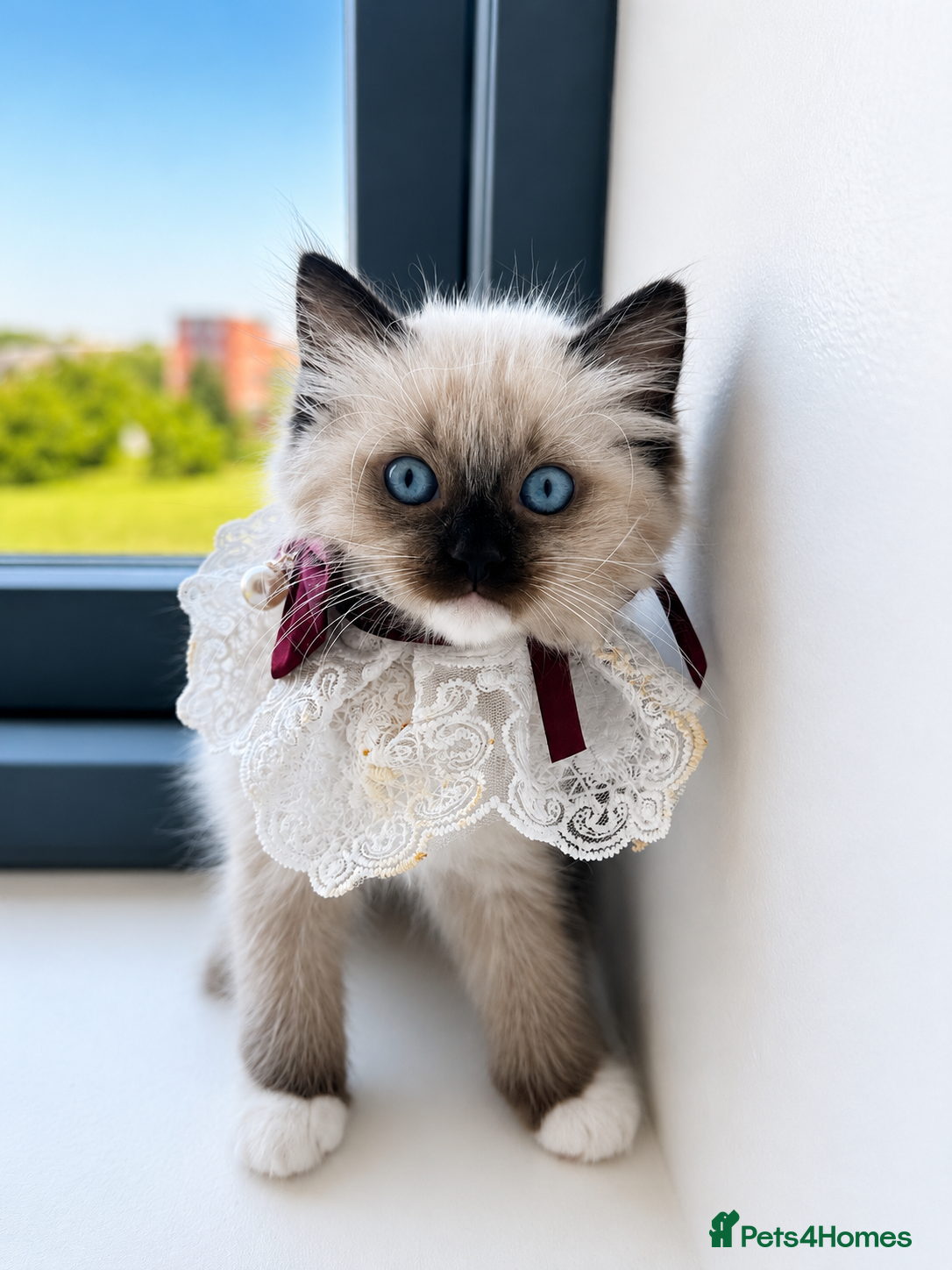 Ragdoll cats Gorgeous, affectionate kittens full of personality - Advert 2