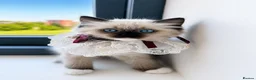 Ragdoll cats for sale: ‼️Gccf,Ready to leave little prince x  - Advert 6