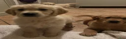 Golden Retriever dogs for sale: Beautiful KC Reg Golden Retriever puppies!!  - Advert 10