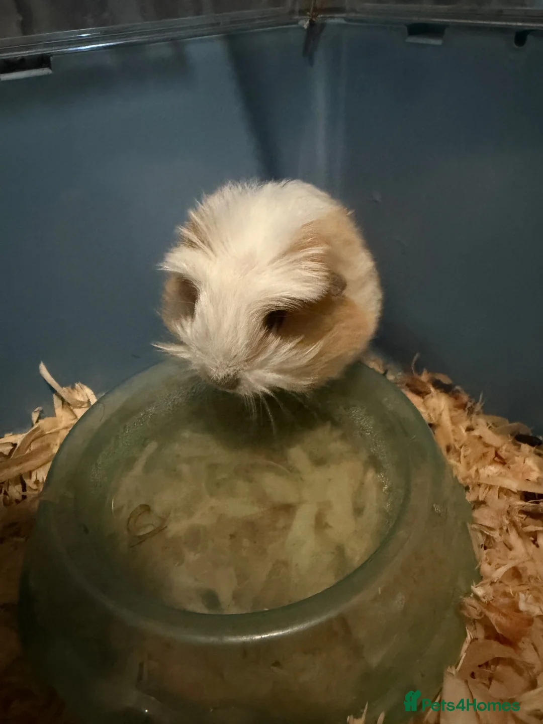 Guinea Pig rodents for sale: 1 sow and 1 boar available  - Advert 2