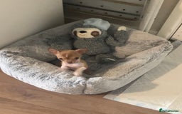 Chihuahua dogs for sale: CHIHUAHUA PUPPIES - Image 8