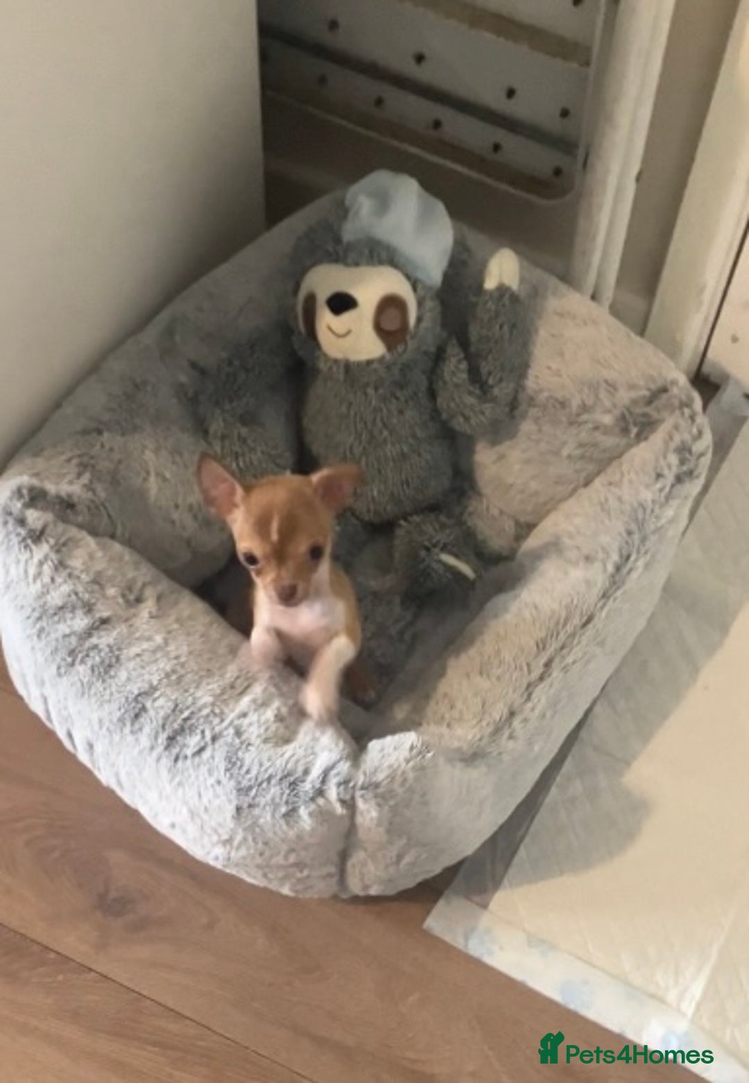 Chihuahua dogs for sale: CHIHUAHUA PUPPIES - Image 8