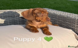 Miniature Dachshund dogs for sale: Ethically Bred Superior Health Tested Miniatures - Image 9