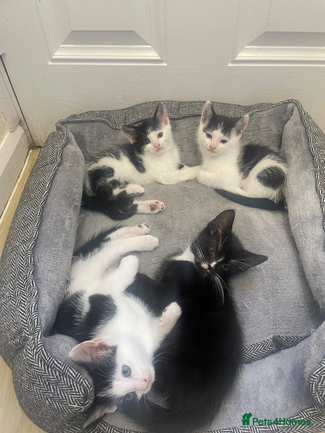 Domestic Shorthair cats for sale: Beautiful Kittens Looking for Loving Forever Homes in Chesterfield - Advert 6