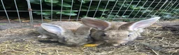 Continental Giant rabbits for sale: Continental Giant Baby Rabbits 3 Girls & 1 Buck - Advert 10