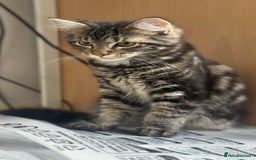 Mixed Breed cats for sale: Kittens for sale - Image 3