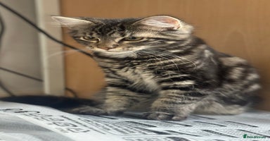 Mixed Breed cats - Advert 5