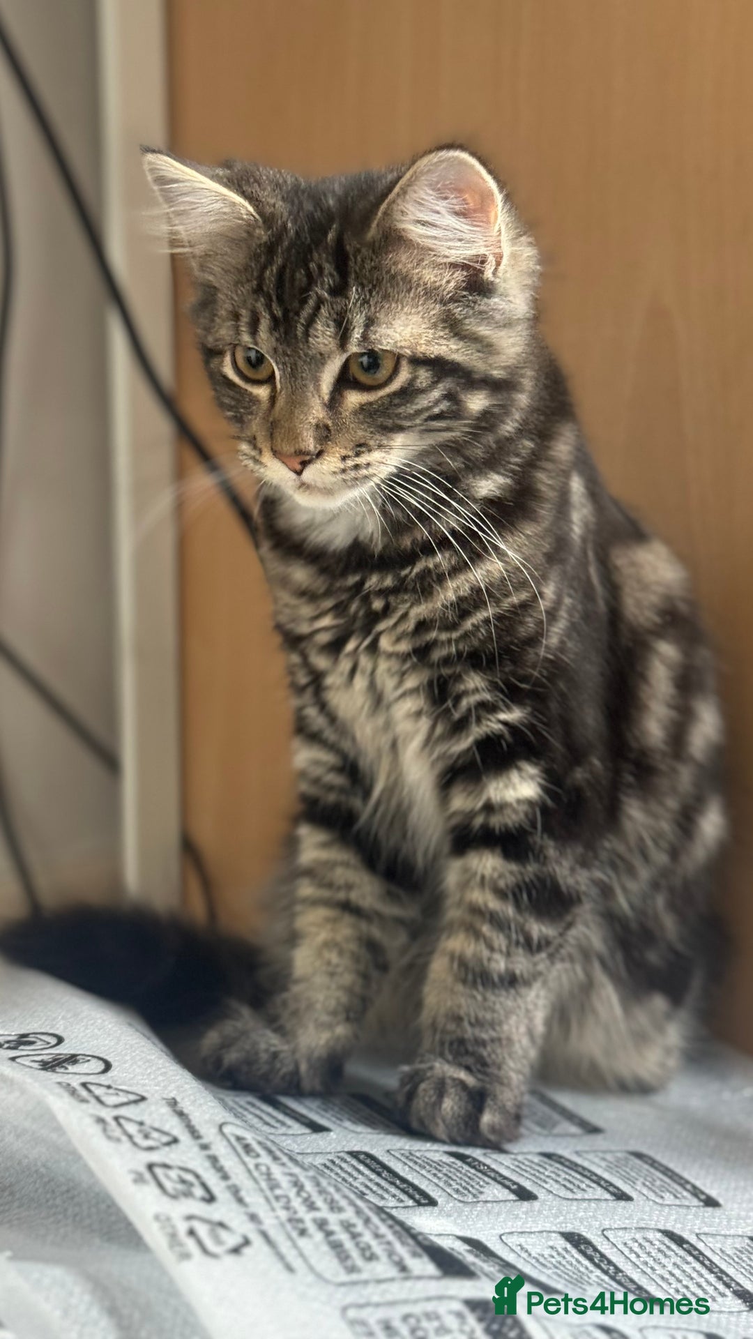 Mixed Breed cats for sale: Kittens for sale - Image 3