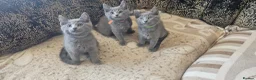 Russian Blue cats for sale: **TICA full pedigree Russian Blue kittens - Advert 15