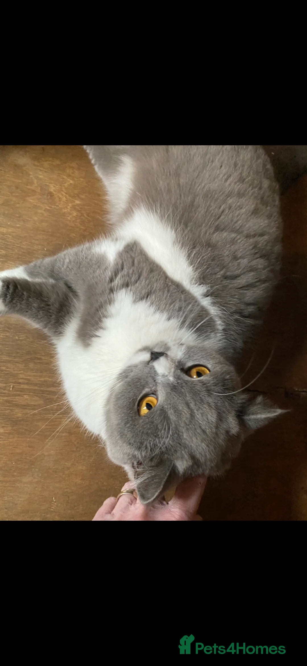 British Shorthair cats for sale: ADULT RE-HOME BRITISH SHORTHAIR BI - Advert 2