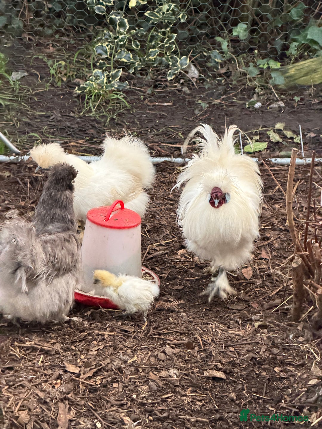 Chickens poultry for sale: ⭐️Silkie chicks and hatching eggs⭐️ - Advert 4