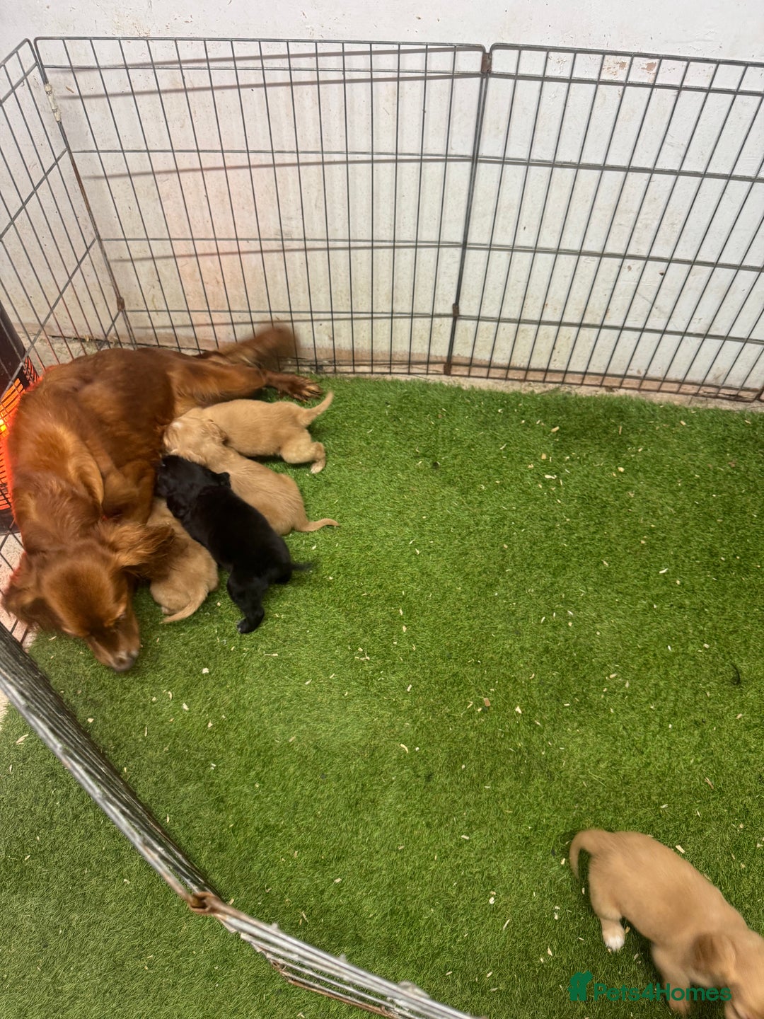 Cocker Spaniel dogs for sale: Fully DNA health tested cocker spaniel puppies - Advert 25