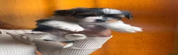 Biewer Terrier dogs for sale: 5 beautiful puppies  - Advert 18