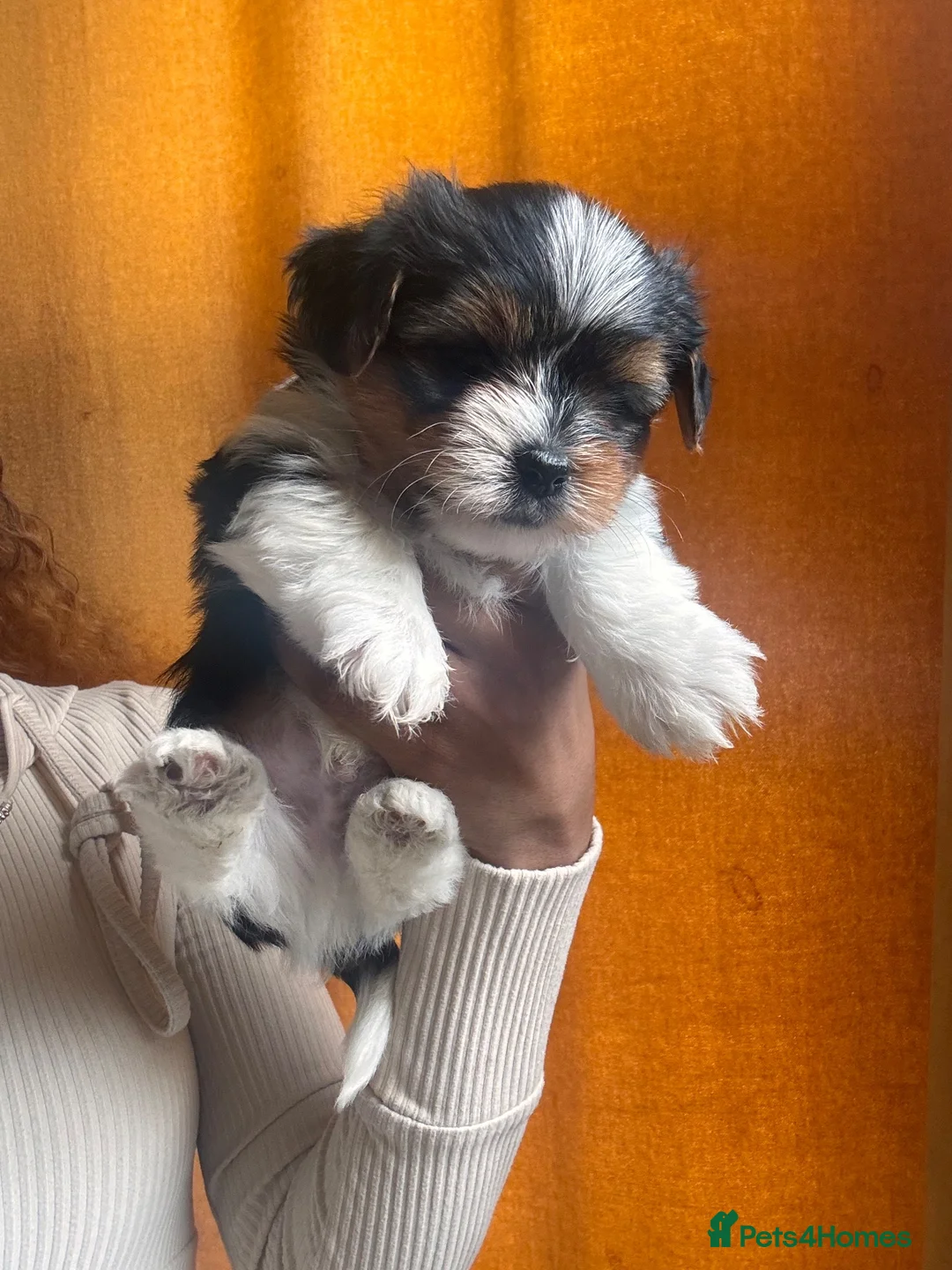 Biewer Terrier dogs for sale: 5 beautiful puppies  - Advert 18