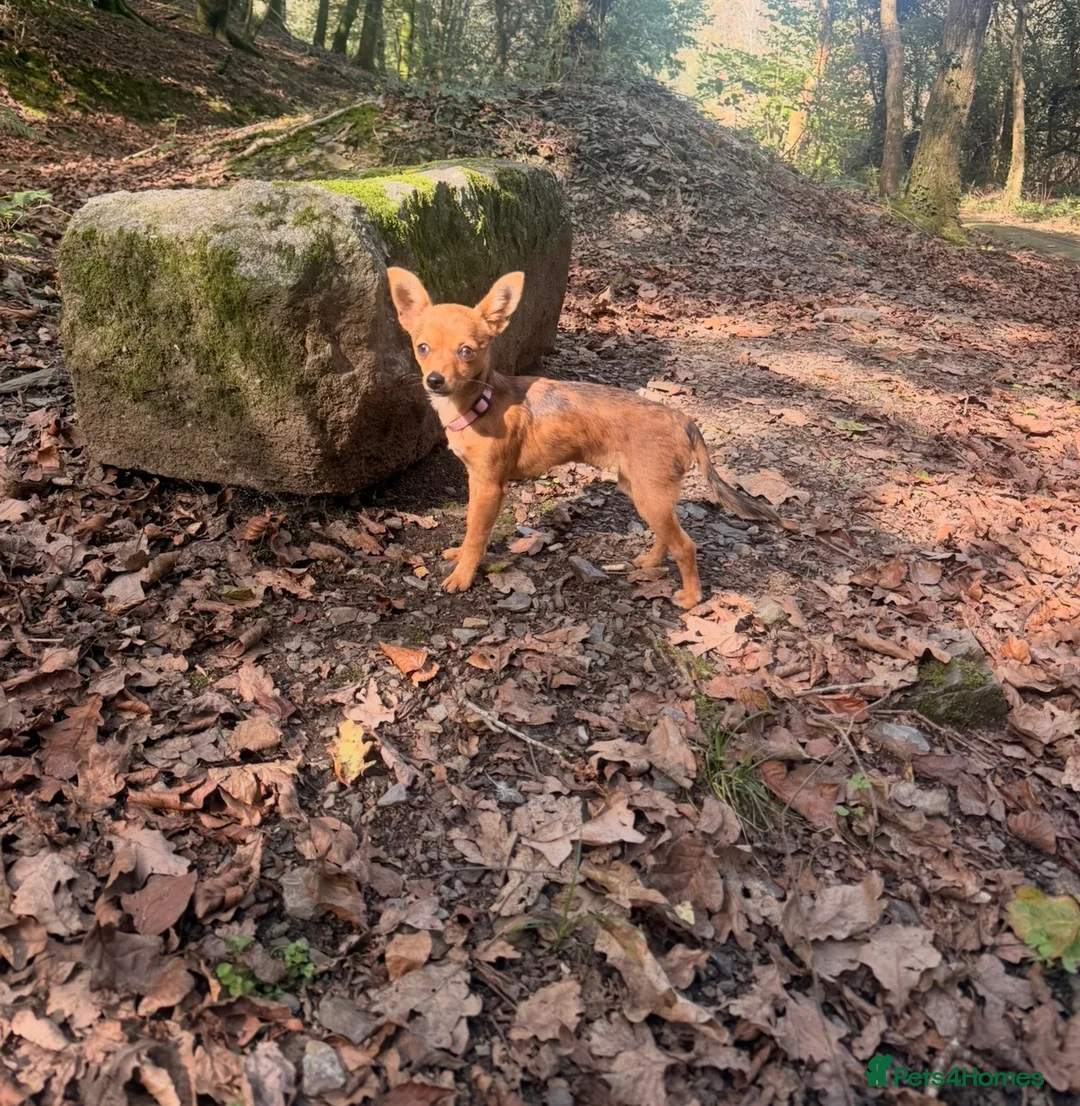 Jack Chi dogs for sale: Female chihuahua x Jack Russell 5 months old. - Advert 2