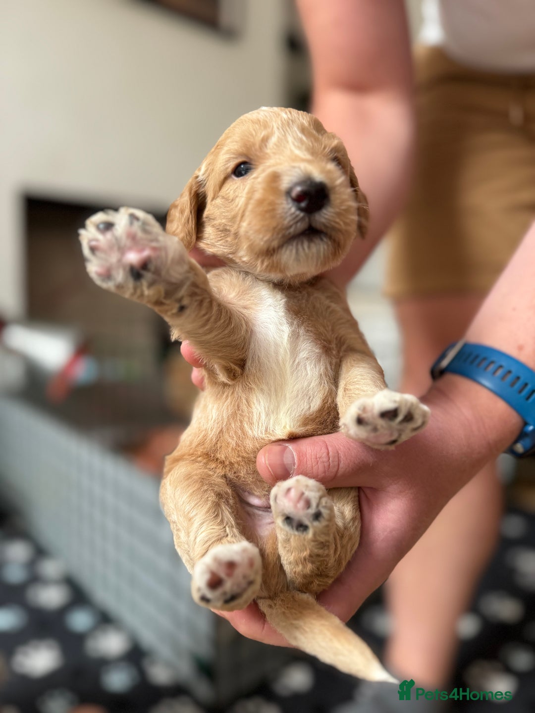Double Doodle dogs for sale: Australian Goldendoodle puppies - Image 17