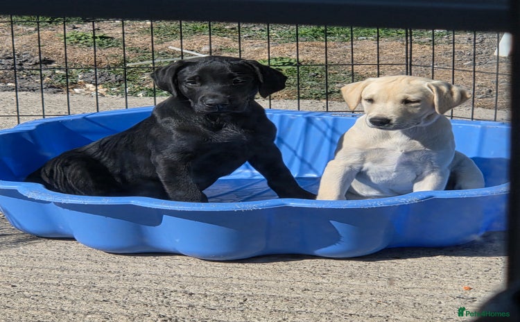Labrador Retriever dogs - Advert 2