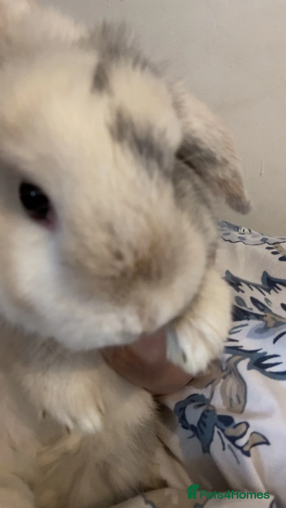 Mixed Breed rabbits for sale: 2 rabbits ,Comes with everything u need - Advert 8
