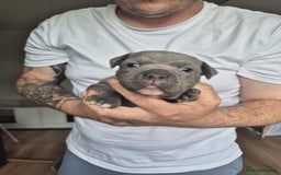Staffordshire Bull Terrier dogs for sale: KC REG STAFFORDSHIRE BULL TERRIER PUPS - Image 14