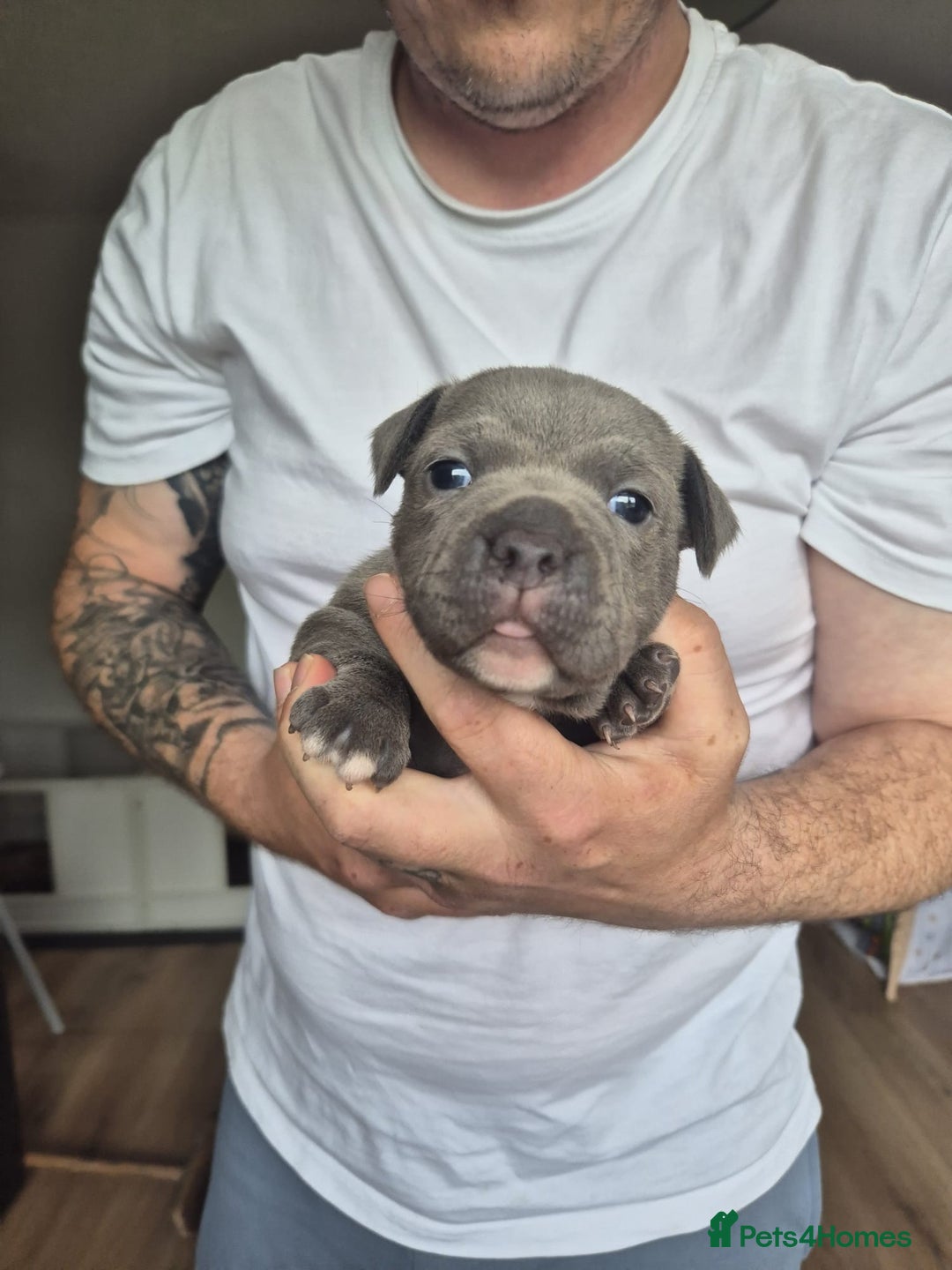 Staffordshire Bull Terrier dogs for sale: KC REG STAFFORDSHIRE BULL TERRIER PUPS - Image 14