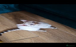 Bengal cats for sale: Purebred Bengal boy whit blue eyes 💙 - Image 3