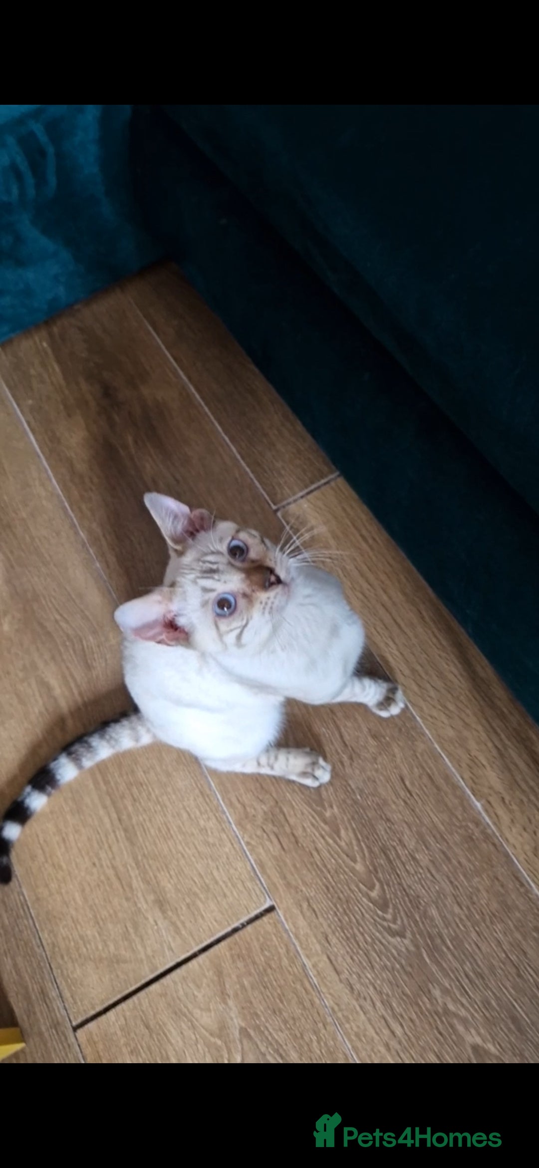 Bengal cats for sale: Purebred Bengal boy whit blue eyes 💙 - Image 3