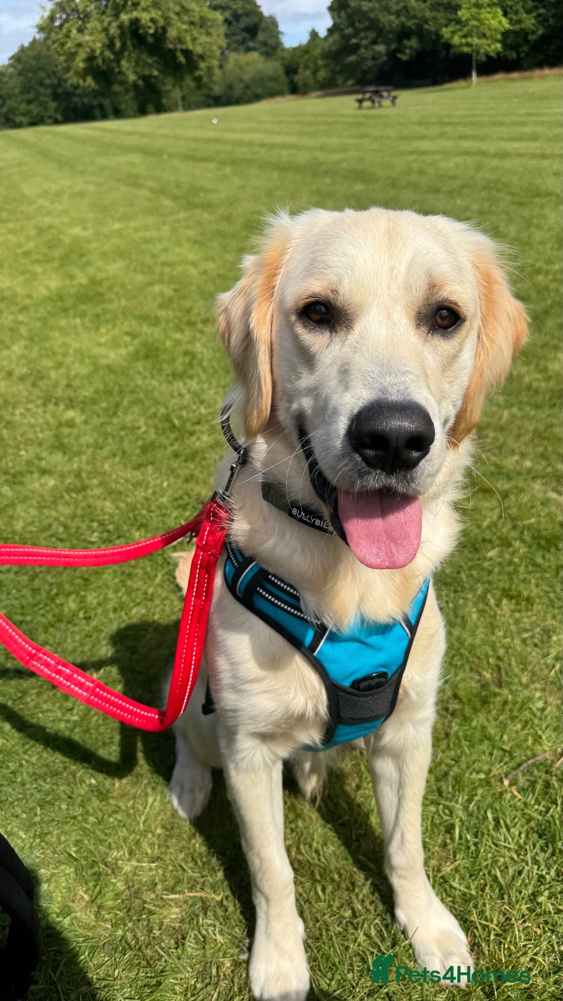 Golden Retriever dogs 8 month old male golden retriever for rehoming - Advert 1