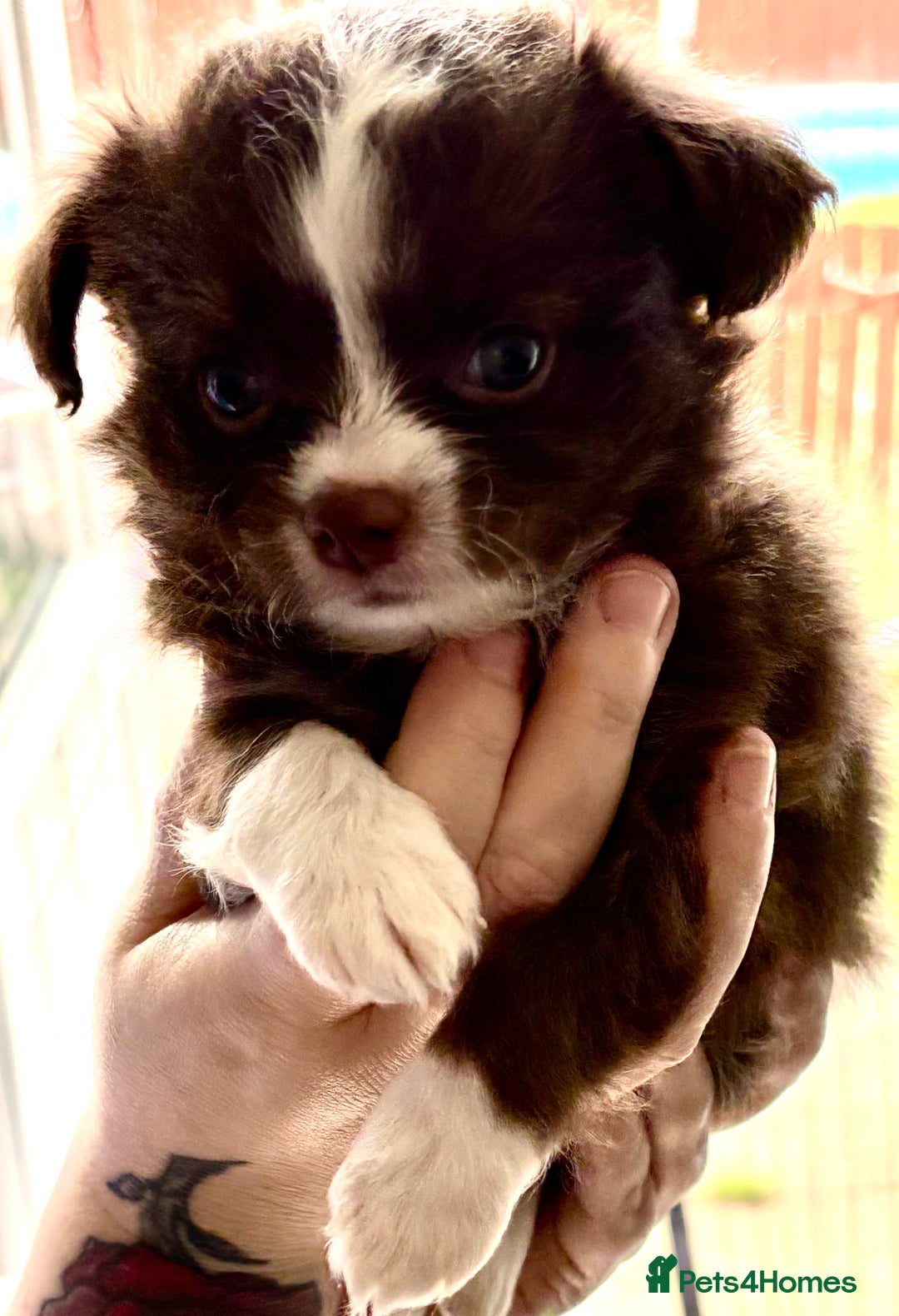 Chihuahua dogs for sale: 3 long haired Chihuahua puppies - Image 2