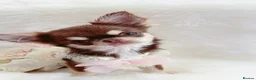 Chihuahua dogs for sale: Beautiful chocolate girl - Advert 3