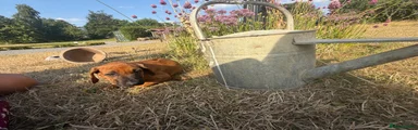 Rhodesian Ridgeback 6