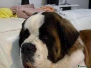 Saint Bernard dogs Gorgeous KC registered Saint Bernard Male - Advert 4