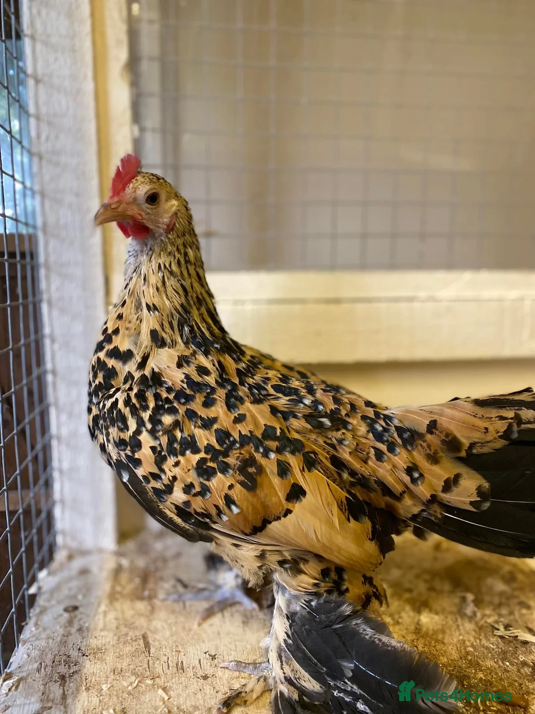 Chickens poultry for sale: Female bantams- Silkies, Polish, Pekins and Booted - Advert 7