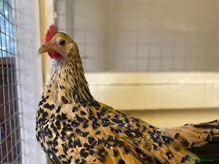 Chickens poultry for sale: Female bantams- Silkies, Polish, Pekins and Booted - Advert 1