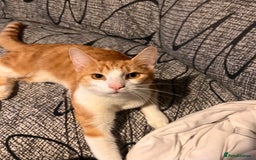 Mixed Breed cats for sale: 5 Mixed breed kittens for sale - Image 12