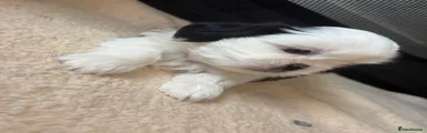 Shih Tzu 5