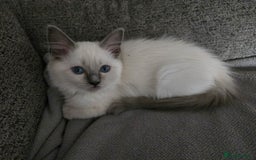 Ragdoll cats for sale: Ready Now. Stunning GCCF Pure Bred Ragdoll kittens - Image 25