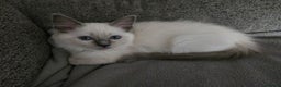 Ragdoll cats for sale: 🏆Ready Now. GCCF Champion Lines Ragdoll kittens - Advert 20