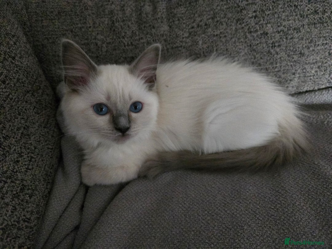 Ragdoll cats for sale: Ready Now. Stunning GCCF Pure Bred Ragdoll kittens - Image 25