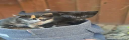 Mixed Breed cats for sale: Two kittens (boys) in Bognor Regis - Advert 6