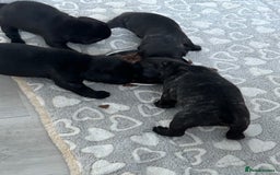 Frug dogs for sale: 4 Male Frugs, Available now! - Image 21