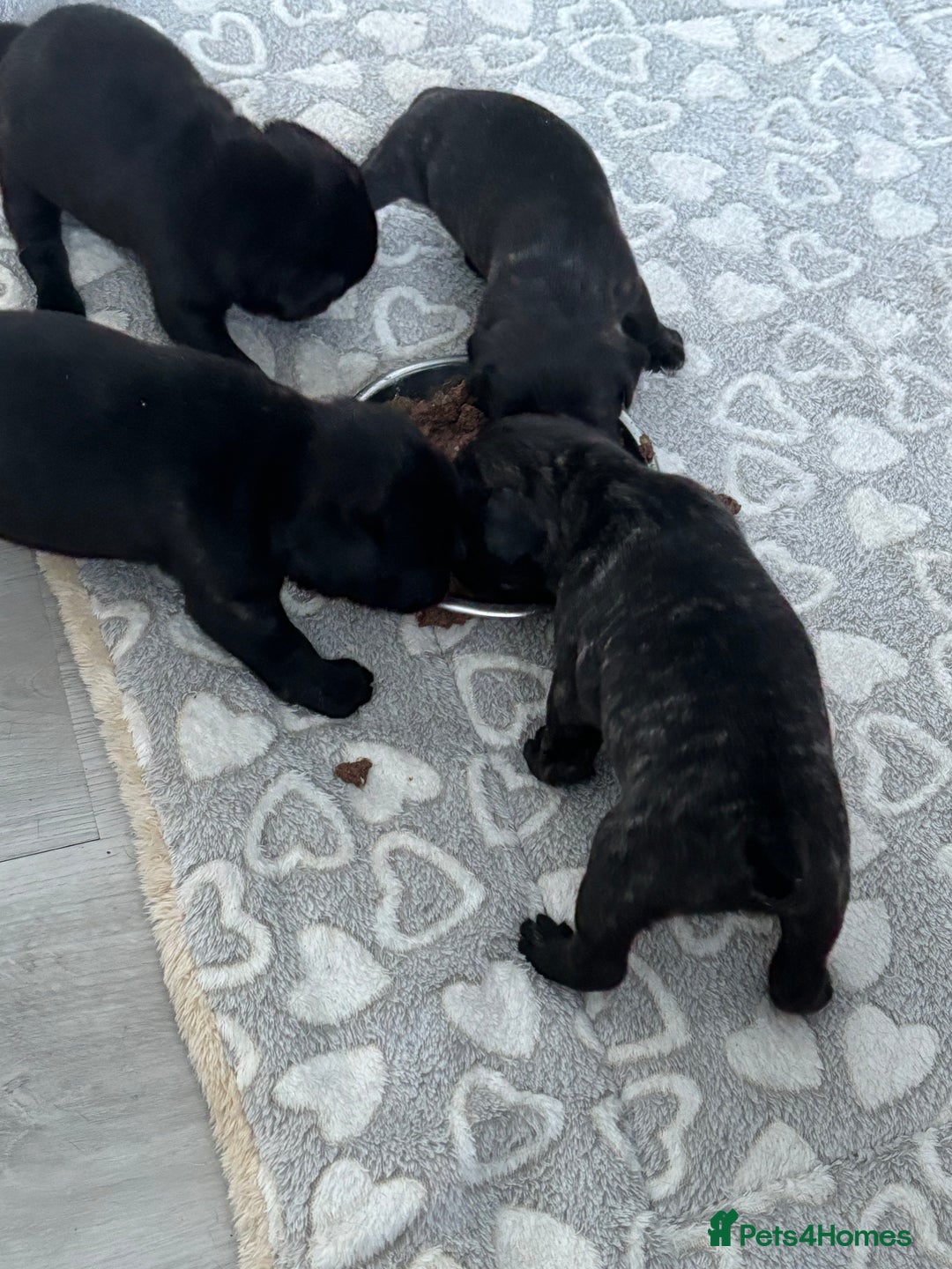Frug dogs for sale: 4 Male Frugs, Available now! - Image 21