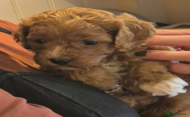 Cavapoo dogs - Advert 14
