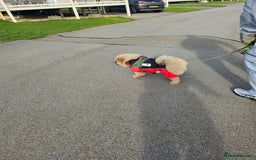 Chow Chow dogs for sale: Outstanding 3 beautiful chow pups - Image 9