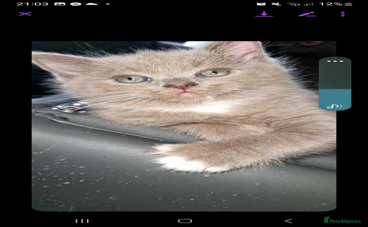 Ragdoll cats - Advert 5