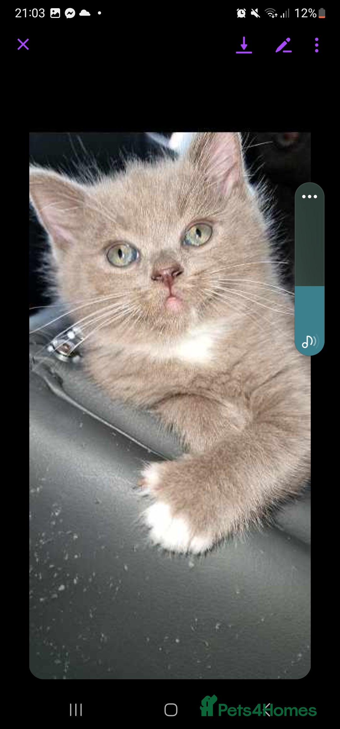 Ragdoll cats for sale: Seal mitted ragdoll/lilac bsh mix - Image 1