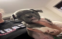 Mixed Breed dogs for sale: French bulldog x American staff - Image 19