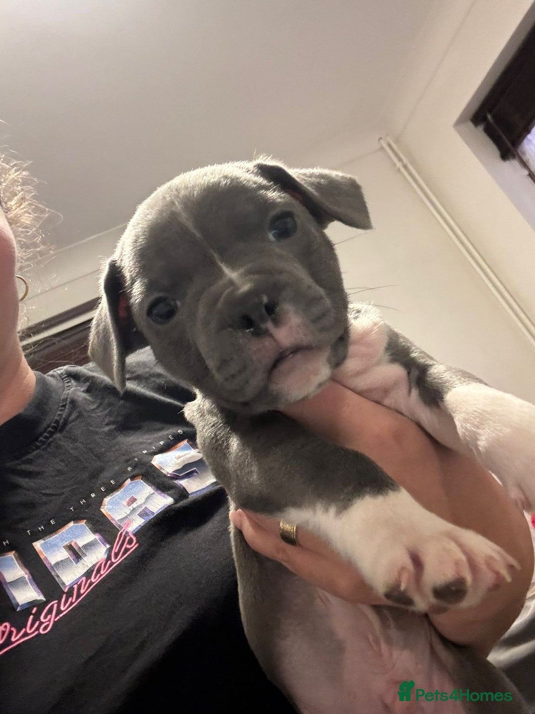 Mixed Breed dogs for sale: French bulldog x American staff - Image 19